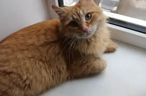 Найденные животные Кострома, фото: Кошка найдена, ул. Машиностроителей 9