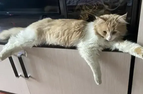 Найдена кошка, Ярославль, фото: Найдена кошка, Красноперекопская 19