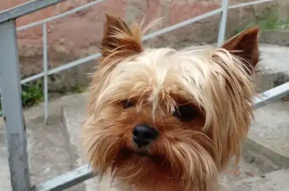 Йоркширский терьер найден в Геленджике