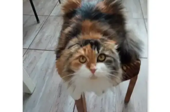 Пропала кошка, Красноармейский пер. 3, Суземка