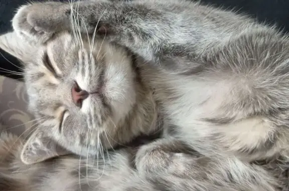 Кошки потеряшки, Омск, фото: Потеряшка кошка, Камерный пер., 40, Омск