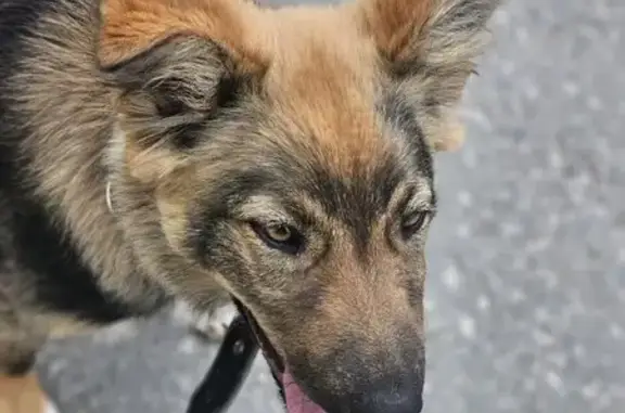 Найдена собака, Сызрань, фото: Найдена собака, Сызрань, Советская 92