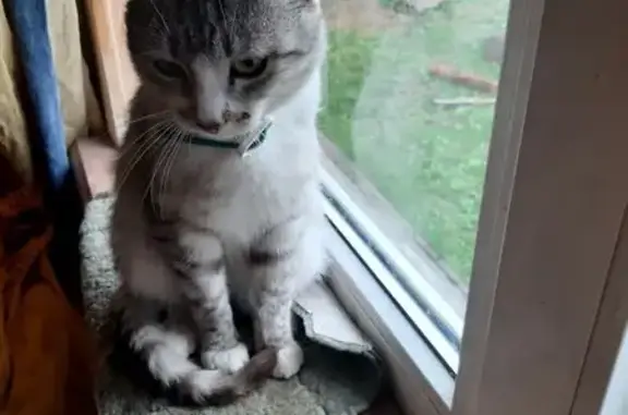 Кошка найдена: ул. Докучаева, 12, Саранск