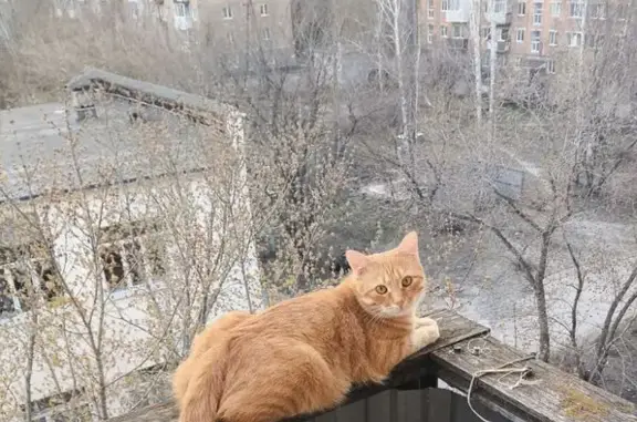 Кошки потеряшки, Назарово, фото: Потеряшка рыжий кот, Парковая ул., Назарово