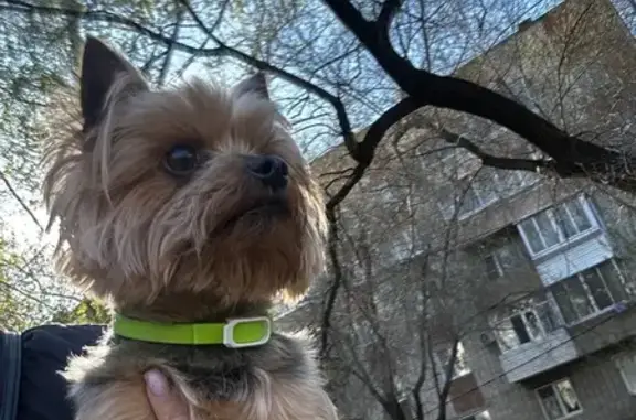 Найдена собака, Хабаровск, фото: Найдена собака, Мирная 7, Хабаровск