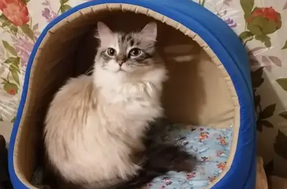 Пропала кошка на наб. Ла-Рошель, 13