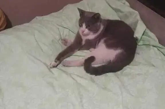 Кошка найдена, пр. Ленина 136А, Кемерово