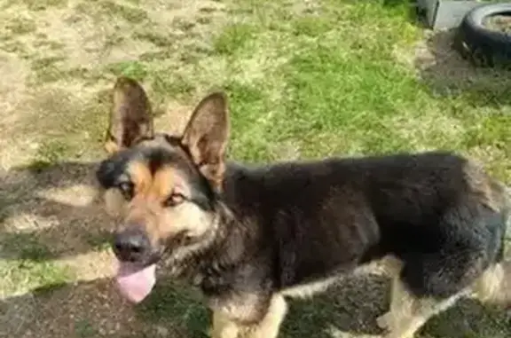 Найдена собака, Екатеринбург, фото: Найдена собака, пр. Ленина, Екатеринбург