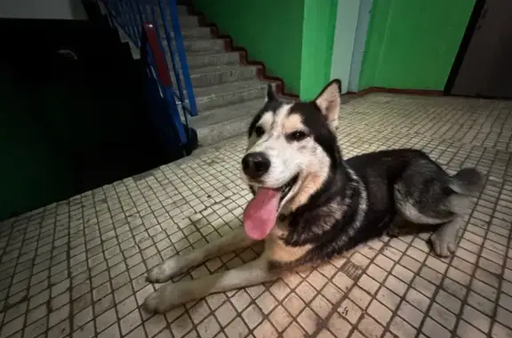Хаски найден на Пионерской, 54, Коломна