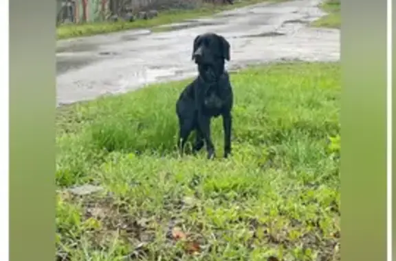 Найдена собака, Свердловская область, фото: Собака найдена, Екатеринбург, Свердловская
