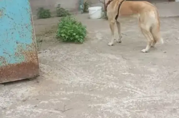 Найдена собака на Силикатной, 3, Уфа