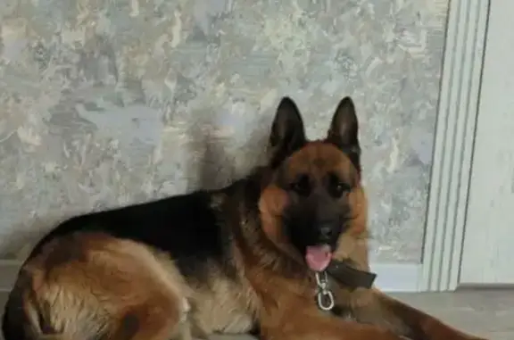 Собаки потеряшки, Улан-Удэ, фото: Потеряшка собака, ул. Республиканская, 2