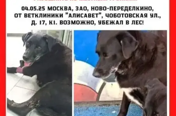 Пропала собака в районе Новопеределкино
