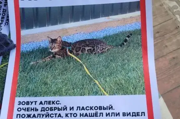 Пропала кошка, 2-я Боровская ул., 4, Апрелевка