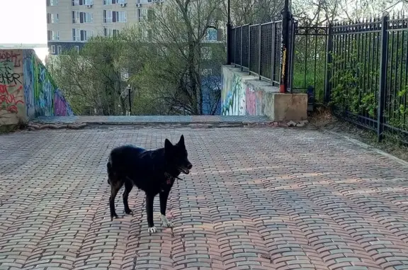 Собака найдена на Кавказской 45/4, Хабаровск