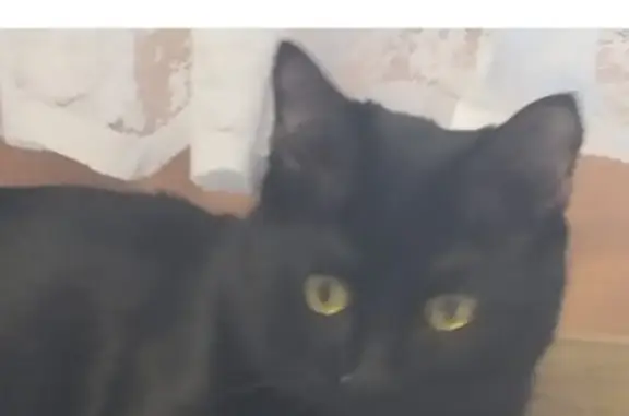 Кошка найдена: ул. Костромская, 4, Москва