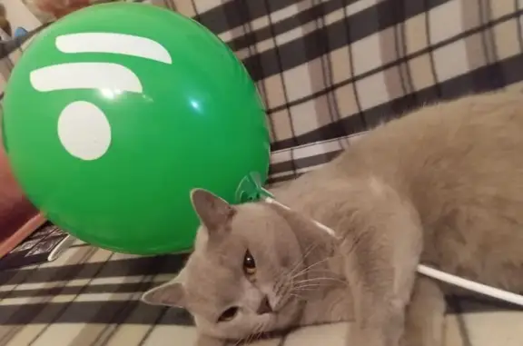 Кошки потеряшки, Новосибирск, фото: Потеряшка серая кошка, Вознесенская 12