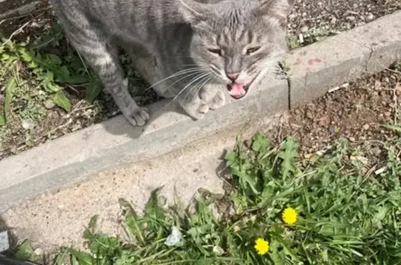 Кошка найдена: ул. Терешковой, 10/2