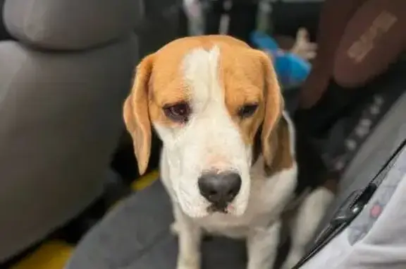 Бигль найден на ул. Пожарова, 21, Севастополь