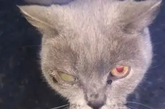 Кошка найдена: Уфа, ул. Мира, 38