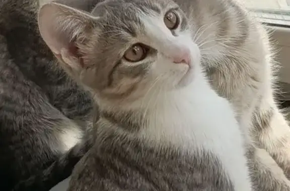 Кошки потеряшки, Уфа, фото: Потеряшка кошка, Интернациональная 61А, Уфа