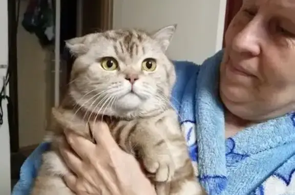 Пропала кошка, ул. Суворова 13А, Новокуйбышевск