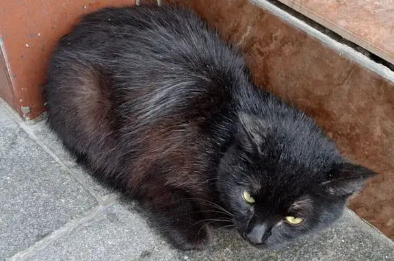 Найдена кошка, Екатеринбург, фото: Кошка найдена на пр. Космонавтов, 47