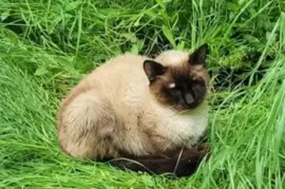 Найдена кошка, Лабинск, фото: Сиамская кошка найдена на Красной, 25, Лабинск