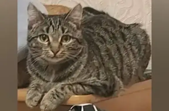 Кошки потеряшки, Пермь, фото: Потеряшка кошка Буся, Вавилова 5, Пермь