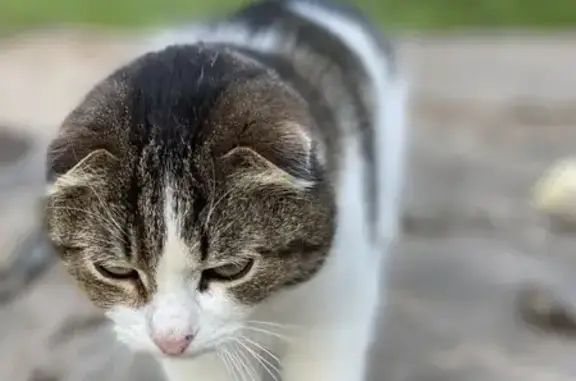 Кошка найдена, ул. Энтузиастов 3, Чебоксары