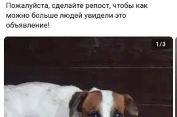 Найдена собака, ул. Гагарина 16, Богданович