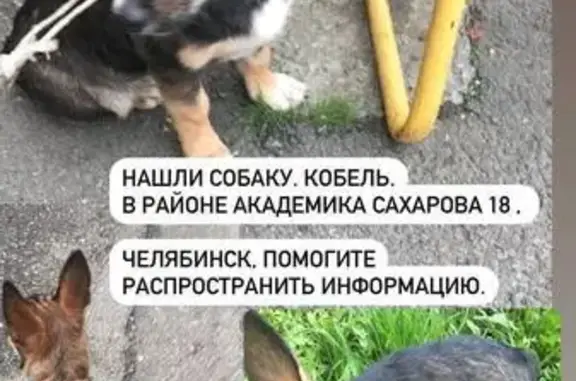 Найдена собака, Челябинск, фото: Собака найдена: ул. Сахарова, 20, Челябинск