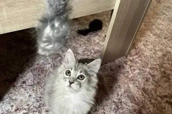 Кошки потеряшки, Кемерово, фото: Потеряшка кошка, ул. 40 лет Октября, 19