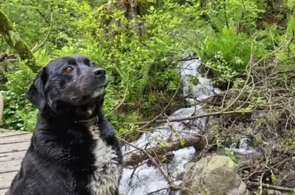 Найдена собака, Эстосадок, фото: Собака найдена: Эстосадок, Березовая 1
