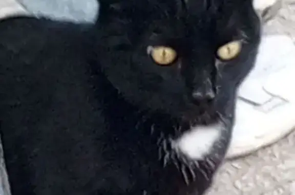 Кошка найдена на Цимлянской, 17, Пермь