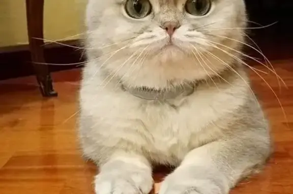 Пропала кошка, Речная ул., 5, Марушкино