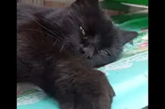 Пропала кошка, ул. Советская, 76