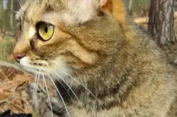 Пропала кошка, Тольятти, Самарская обл.