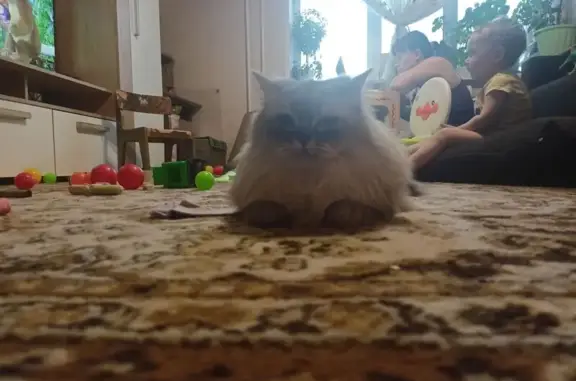 Кошки потеряшки, Ижевск, фото: Потеряшка кошка, Удмуртская ул., 206, Ижевск