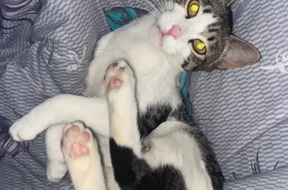 Кошки потеряшки, Краснозатонский, фото: Потеряшка кошка, Вишневая ул. 5, Краснозатонский