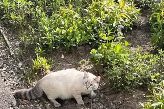 Косоглазая кошка найдена на Бирюкова, 17