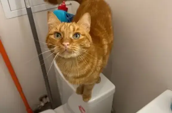 Пропала кошка в Южных Горках, 9!