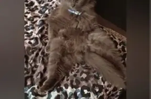 Пропала кошка, ул. Новоселов, 13, Кострома