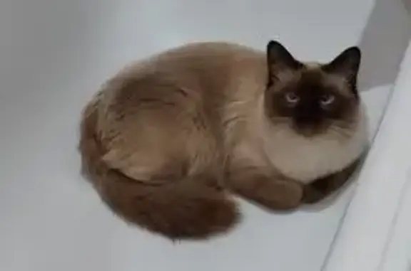 Пропала кошка, Кооперативная 7, Воскресенское