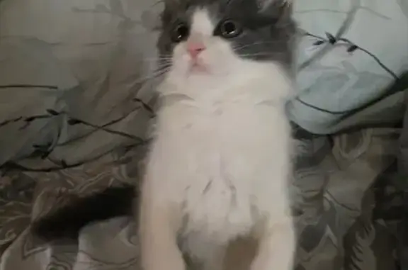 Кошки потеряшки, Набережные Челны, фото: Потеряшка кошка, Косарева 3а, Наб. Челны