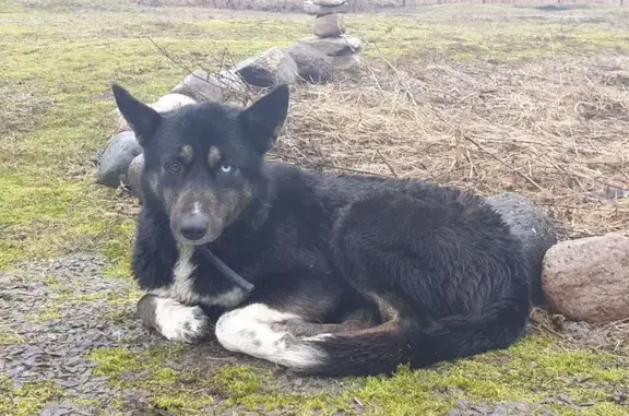 Собака найдена: Старое, Тверская область