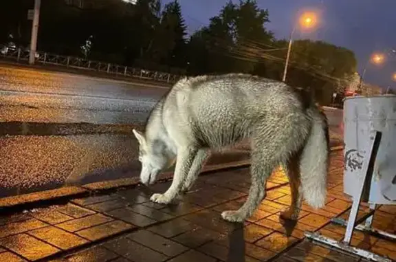 Найдена собака, Новосибирск, фото: Хаски найдена: ул. Станционная, 16, НСК