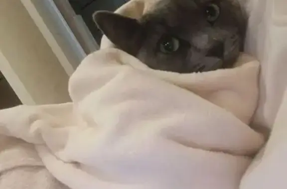 Найденные животные Новосибирская область, фото: Кошка найдена, Новосибирск, обл.