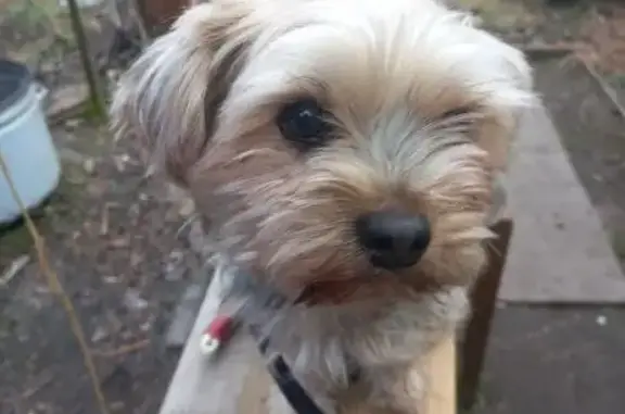 Найдена собака, Вязьма, фото: Йоркширский терьер найден на ул. Ленина, 57