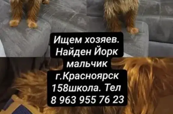 Собака найдена: Судостроительная, 115